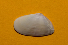 Donax semistriatus