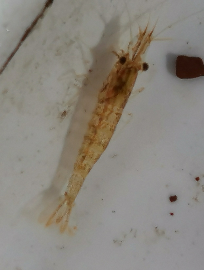 European freshwater shrimp