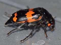 Nicrophorus mexicanus
