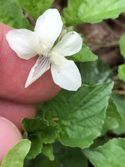 Viola striata