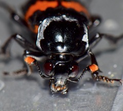 Nicrophorus mexicanus