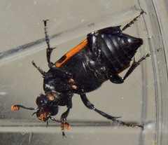 Nicrophorus mexicanus
