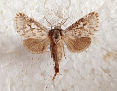 Dyspessa kabylaria
