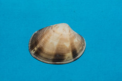 Ruditapes decussatus