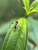 Green T Bug - Photo (c) nicotiana, some rights reserved (CC BY-NC)