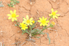 Senecio brigalowensis