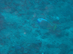 Xanthichthys auromarginatus