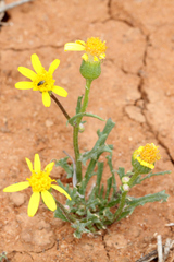 Senecio brigalowensis