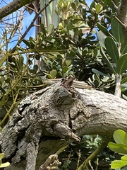 Trachylepis depressa