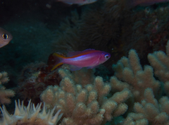 Mirolabrichthys tuka