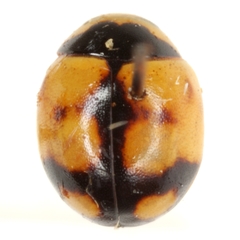 Brachiacantha bollii