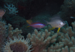 Mirolabrichthys tuka