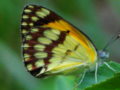 Colotis vesta