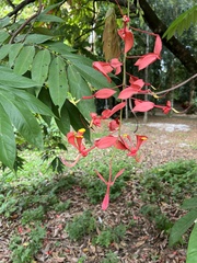 Amherstia nobilis