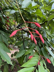 Amherstia nobilis