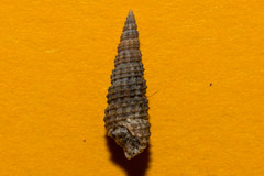 Bittium reticulatum