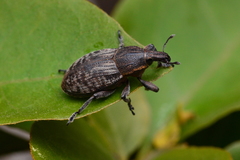 Pseudocleonus carinatus