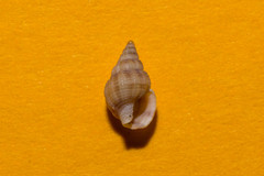 Tritia varicosa
