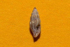 Bela