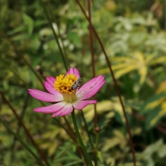 Lasioglossum deliense