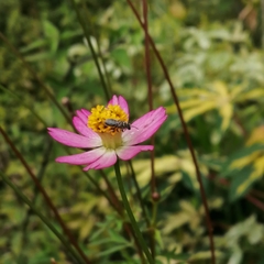 Lasioglossum deliense