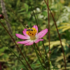 Lasioglossum deliense