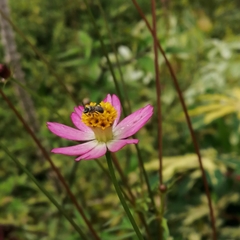 Lasioglossum deliense