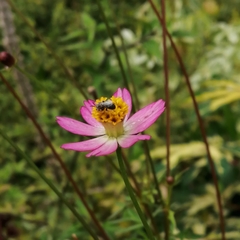 Lasioglossum deliense