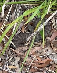 Acanthophis antarcticus