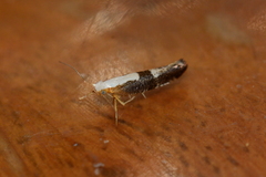 Argyresthia spinosella