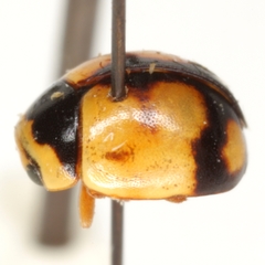 Brachiacantha bollii