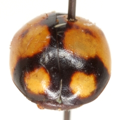 Brachiacantha bollii
