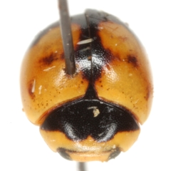 Brachiacantha bollii