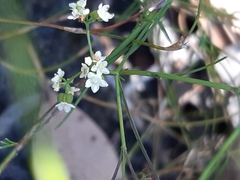 Platysace heterophylla heterophylla