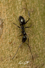 Leptomyrmex burwelli