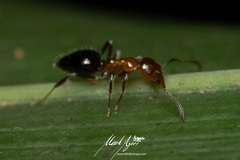 Prolasius convexus