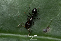 Orectognathus phyllobates