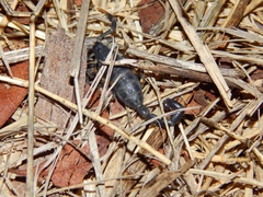 Uroplectes flavoviridis
