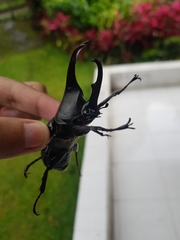 Xylotrupes gideon gideon