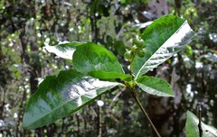 Alchornea aquifolia