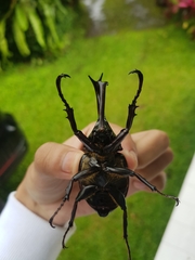 Xylotrupes gideon gideon