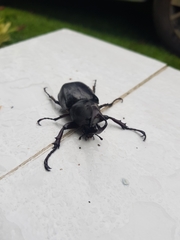 Xylotrupes gideon gideon