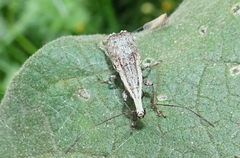Ancylotropis waterhousei