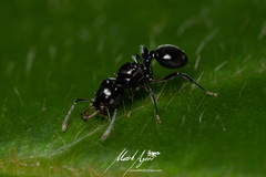 Orectognathus phyllobates