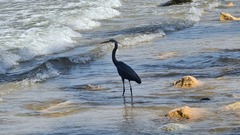 Egretta gularis