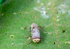 Ancylotropis waterhousei