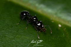 Orectognathus phyllobates