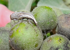 Ancylotropis waterhousei