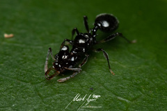 Orectognathus phyllobates