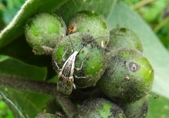 Ancylotropis waterhousei